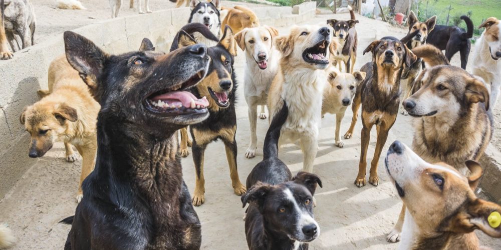 Gestion des chiens errants au Maroc : Une volonté pas si partagée